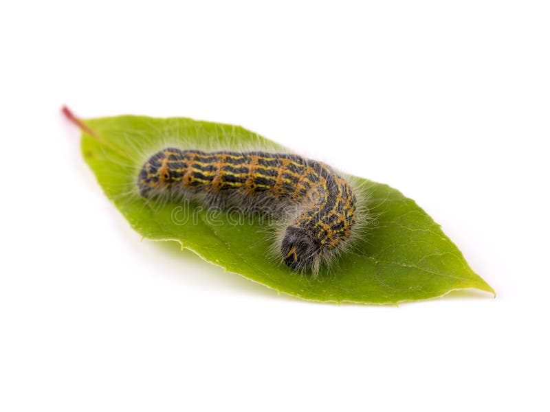 Hairy caterpillar worm on green leaf