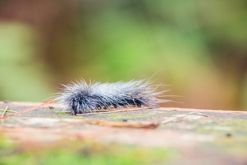Hairy caterpillars stock image. Image of pembrey, caterpillar 42368765