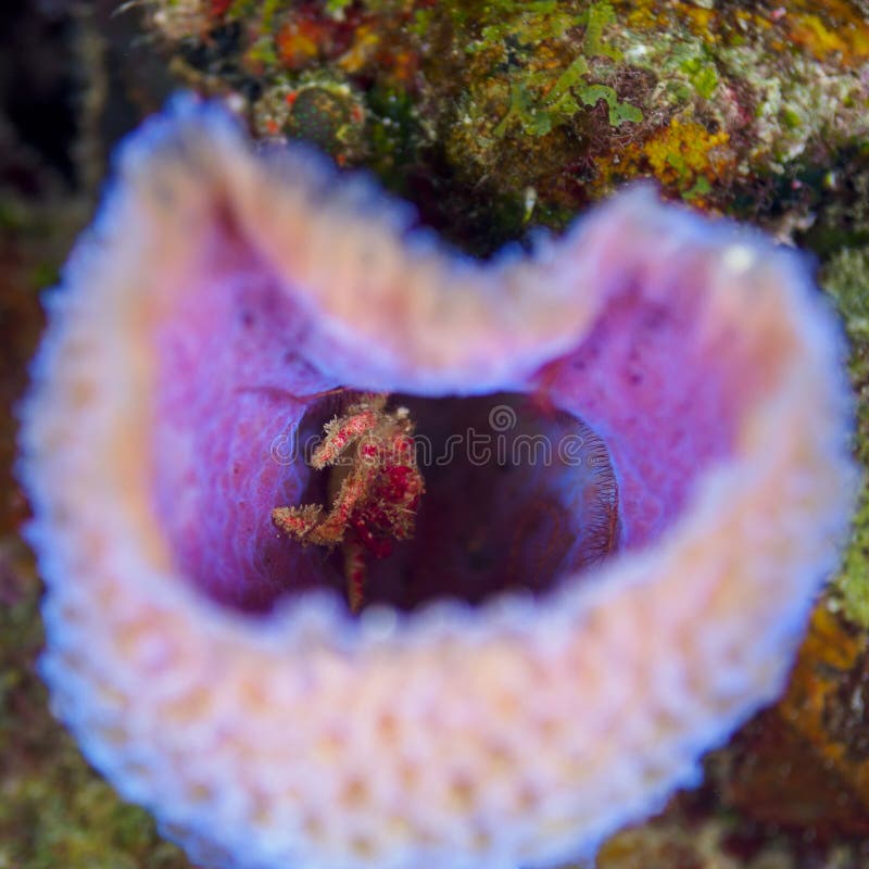 Sea Sponge Hermit Crab Stock Photos - Free & Royalty-Free Stock Photos from  Dreamstime