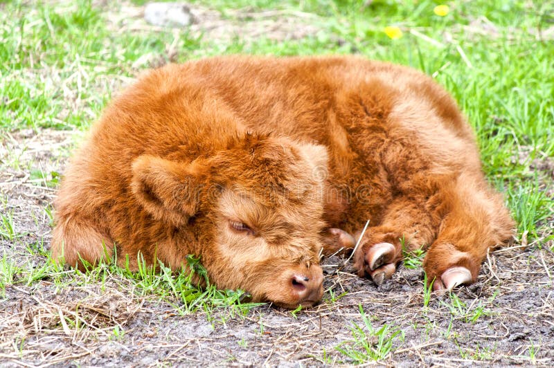 Hairy cow calf