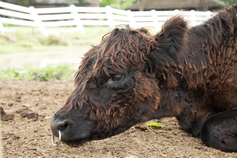 Hairy cow. stock image. Image of long, bull, livestock 43473111