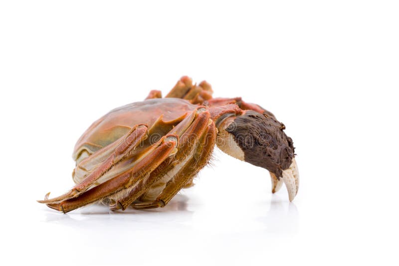 Hairy Crabs Isolated on White Stock Photo - Image of life, isolated ...