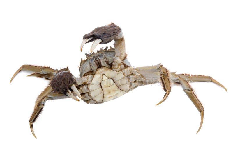 Hairy Crabs Raised Claws on White Stock Image - Image of defensive ...