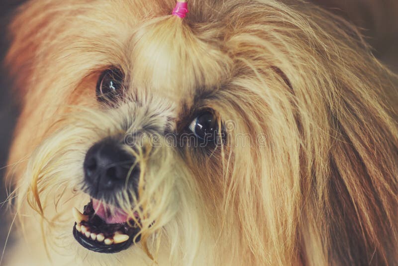 The Hairy Dog stock image. Image of beauty, detail, puppy 50217723