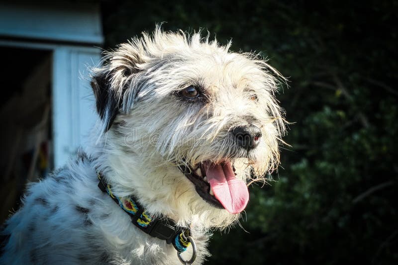 Hairy dog stock photo. Image of terrier, domestic, canine 38735726