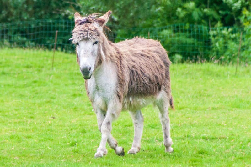 Hairy Donkey Walking in the Meadows Stock Image Image of wildlife