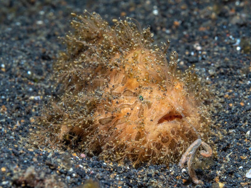 Hairy Frogfish, Antennarius striatus. Black sand, Lembeh