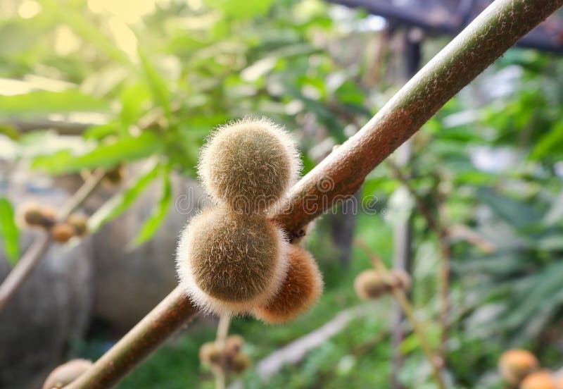 Hairy Fruited Eggplant stock image. Image of hairy, flora 52192525