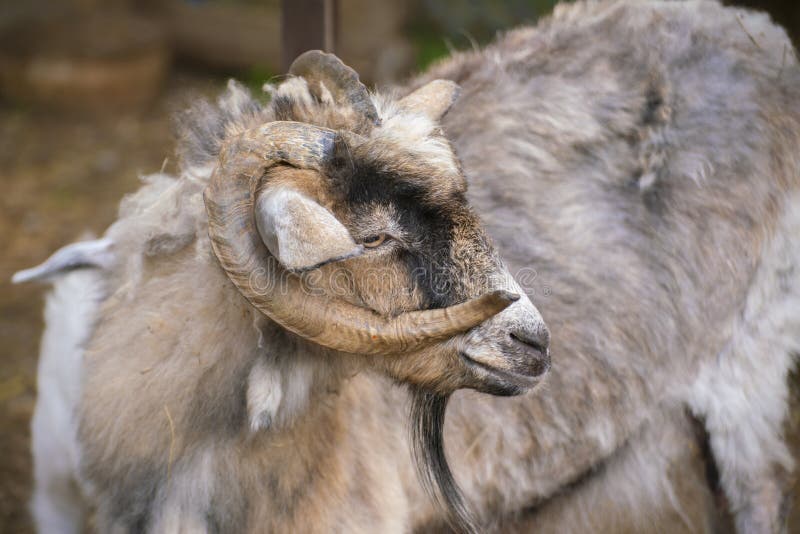 Hairy Goat Portrait with Curly Horns in the Zoo, Mammal Animals Stock Image  - Image of food, animal: 149971289