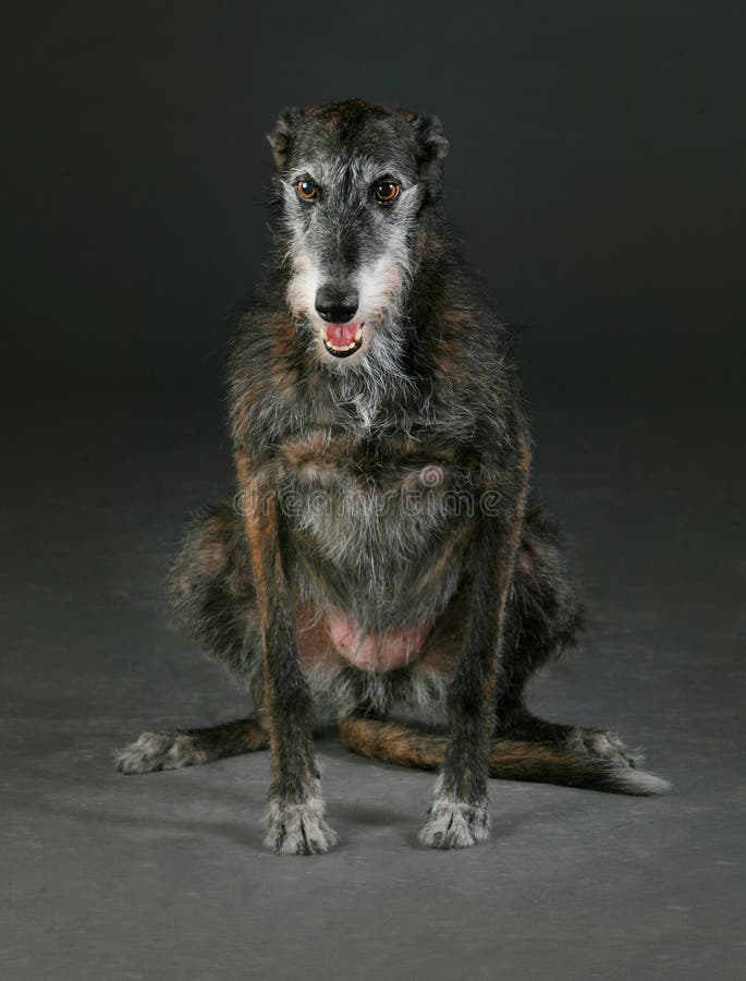 Greyhound dog portrait stock image. Image of velocity 84254653