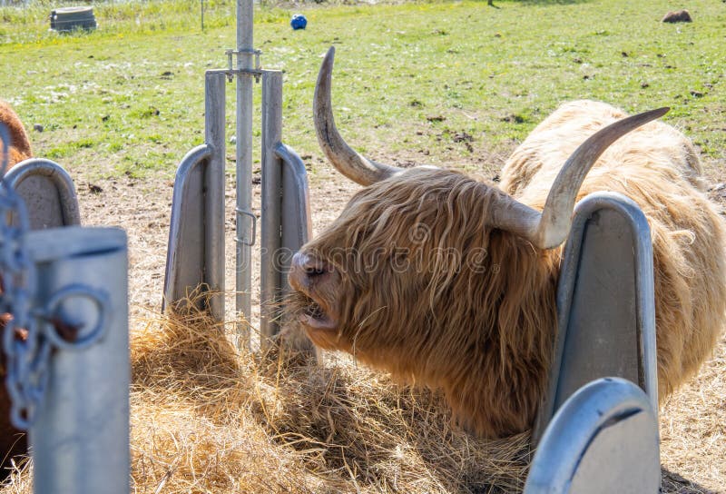 Hairy Highland Cows Eat Hay in Cattle Feeders. Stock Image Image of