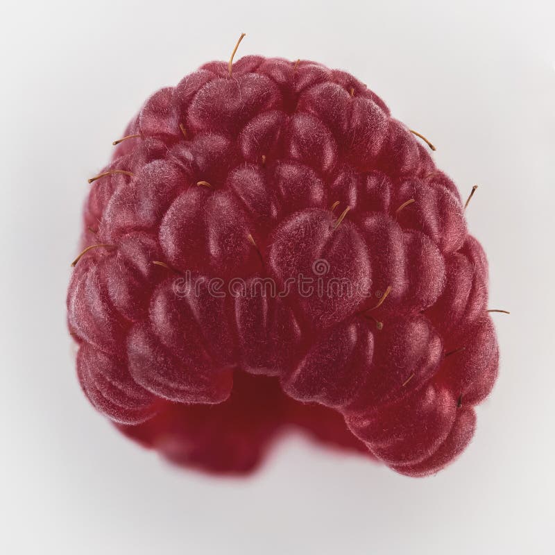 Hairy Raspberry, Isolated on Grey, Macro Closeup Side View Stock Photo Image of ripe, summer