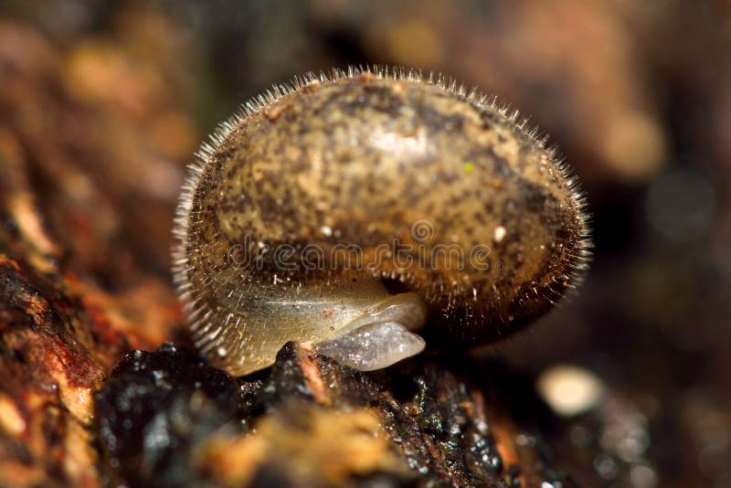 A snail in the family Hygromiidae showing hairs on shell. A snail in the family Hygromiidae showing hairs on shell