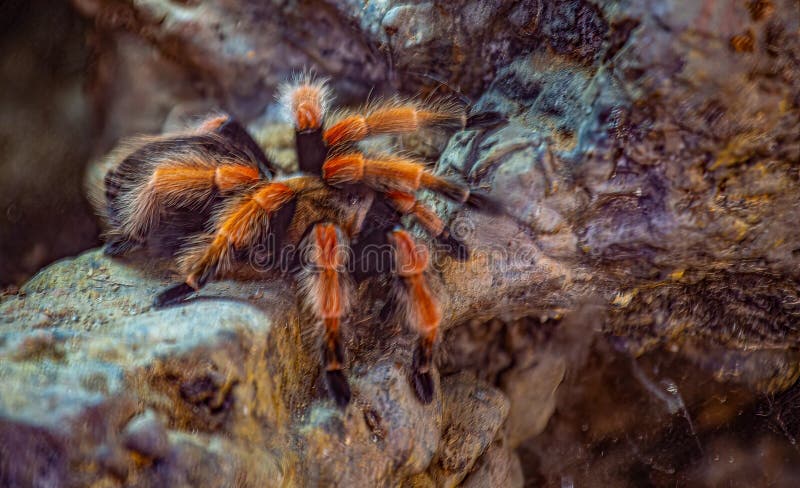 Hairy Tarantula Spider on a Rocky Outcrop Stock Photo Biology Diagrams