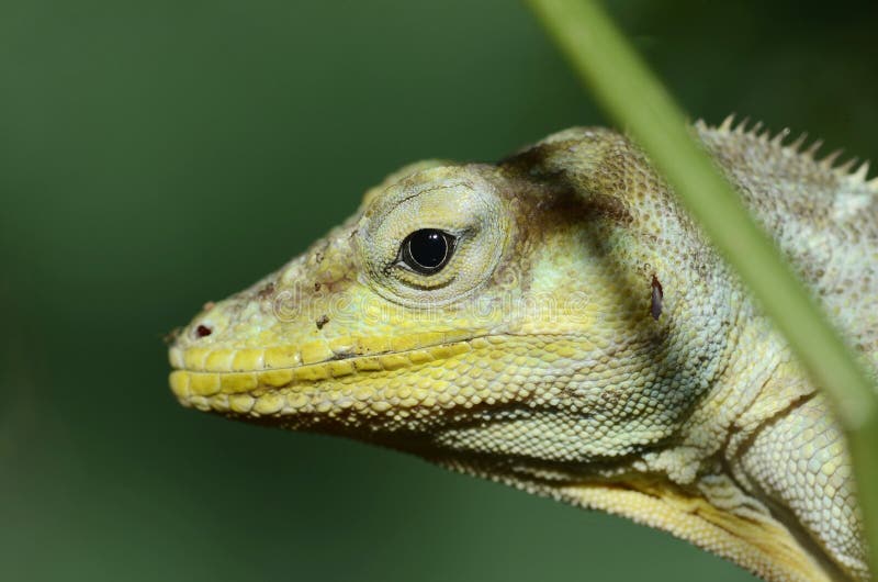 Haitian giant anole