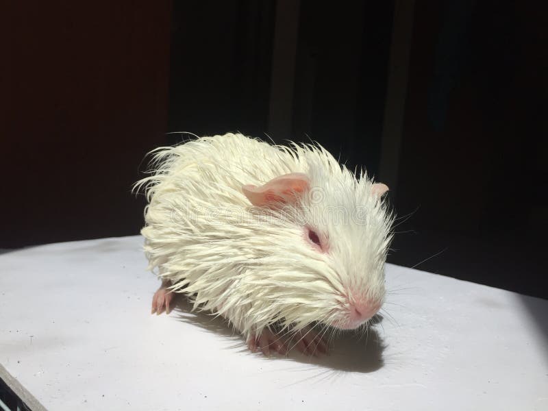 Haiwan Photos Free Royalty Free Stock Photos From Dreamstime