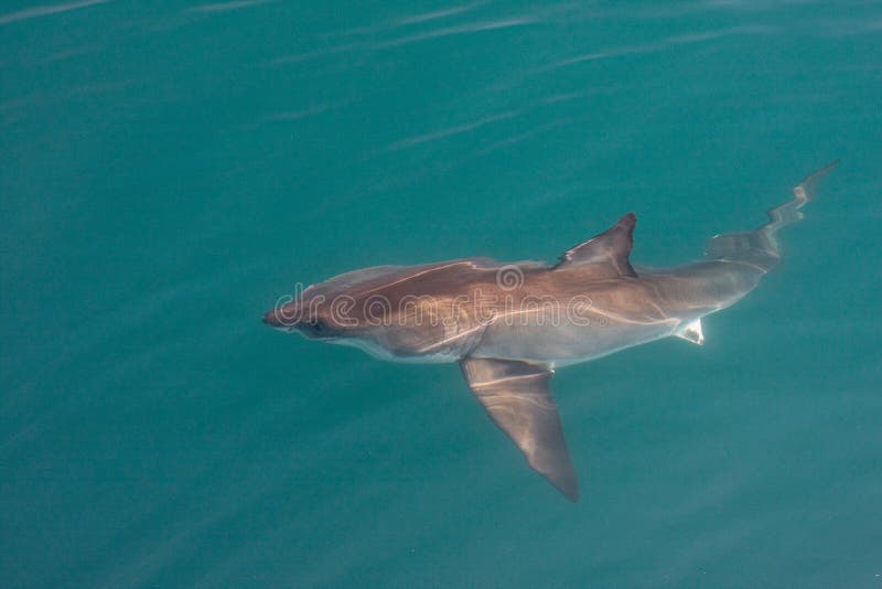 Great White Shark (Carcharodon carcharias). Great White Shark (Carcharodon carcharias).