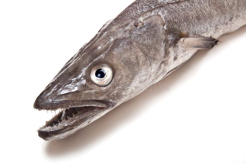 Hake fish. stock image. Image of european, uncooked, studio 25609661