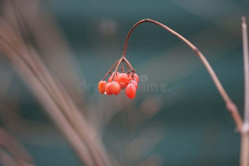 Hal - bush tak dicht met rode bessen in groene blurred bokeh royalty-vrije stock afbeeldingen