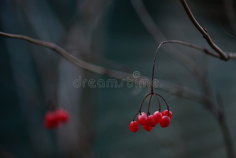 Hal - bush tak dicht met rode bessen in groene blurred bokeh stock afbeeldingen