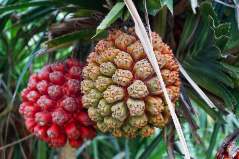 Hala-Früchte schließen oben, exotische tropische Frucht stockbilder Hala-Früchte schließen oben, exotische tropische Frucht stockbilder