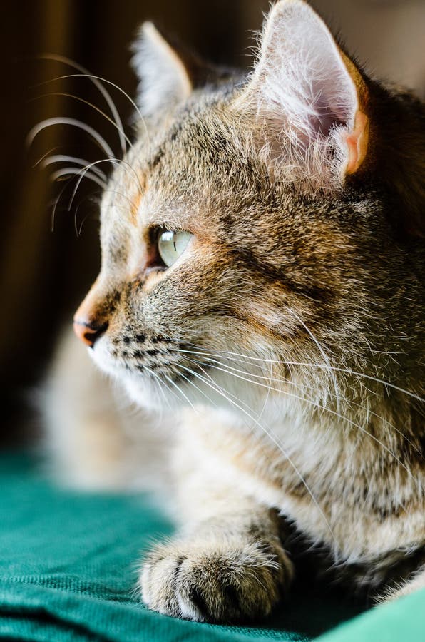 Halb-Gesicht Tabby Cat Portret lizenzfreies stockbild