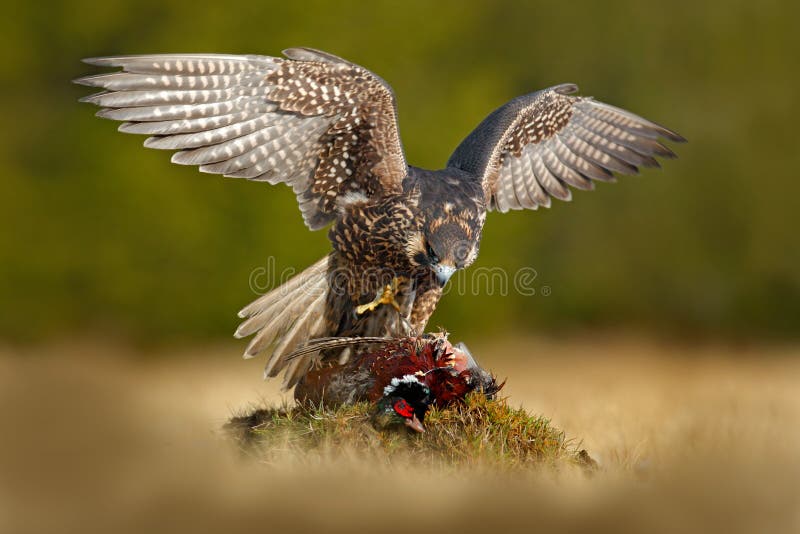 Halcón de peregrino con el faisán de la captura Pájaro hermoso de la matanza de alimentación de Peregrine Falcon de la presa pája