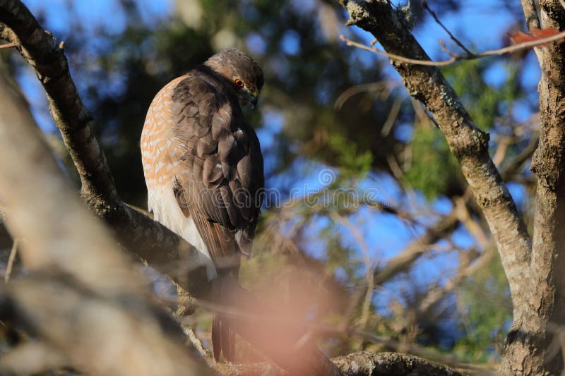 Halcón encaramado en una rama de árbol en un bosque imágenes de archivo libres de regalías