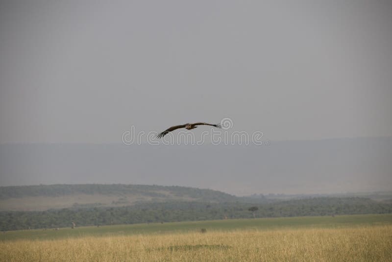 Halcón hermoso del vuelo contra un cielo azul claro en África foto de archivo Halcón hermoso del vuelo contra un cielo azul claro en África foto de archivo