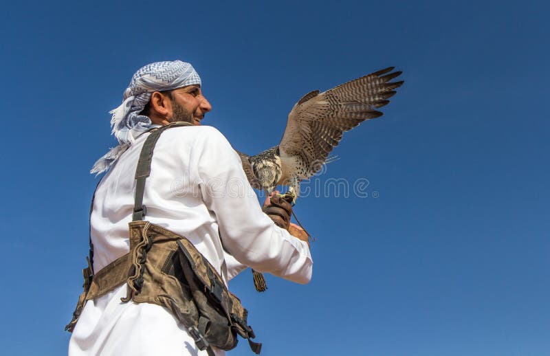 Halcón masculino del saker durante una demostración del vuelo de la cetrería en Dubai, UAE imágenes de archivo libres de regalías Halcón masculino del saker durante una demostración del vuelo de la cetrería en Dubai, UAE imágenes de archivo libres de regalías