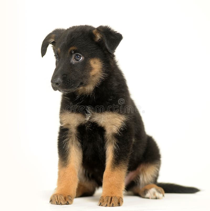 Half-breed Schäferhundwelpe stockfotografie Half-breed Schäferhundwelpe stockfotografie
