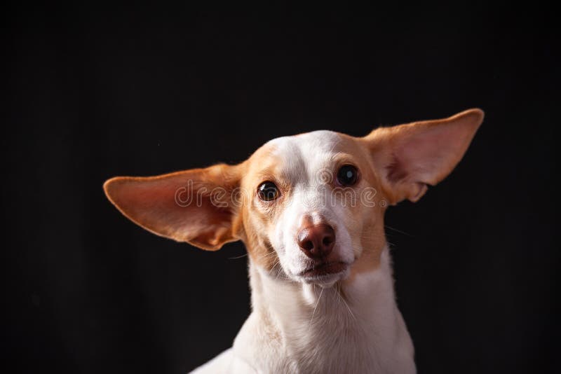 Cute One Year Old Jack Russel Terrier Puppy Folded Ears Stock