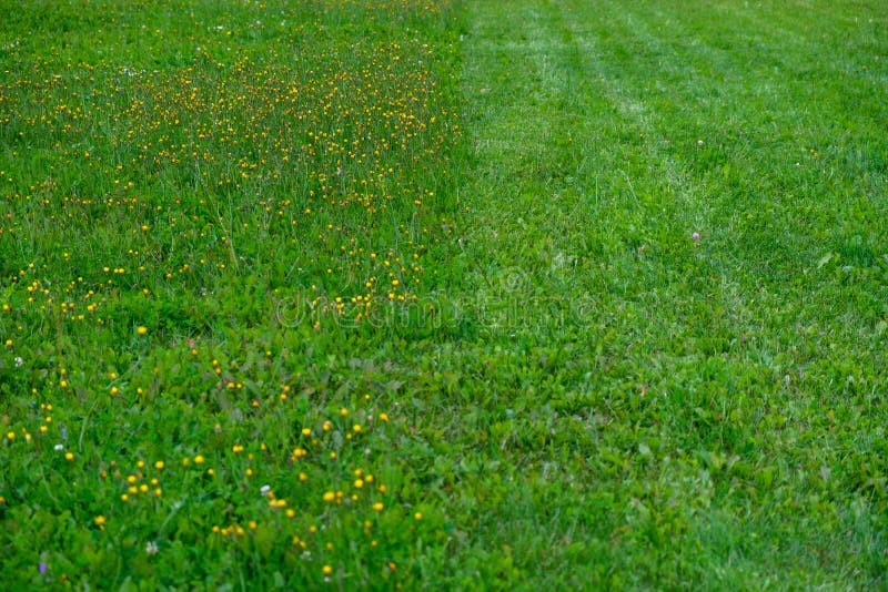 Halfcut Lawn with Yellow Flowers Stock Photo Image of outdoor, lawn