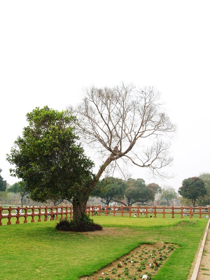 Half Dead Tree