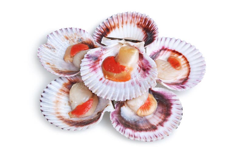 Half a dozen fresh opened scallop shell isolated on white background. Bivalve shell stock images, royalty-free photos and pictures