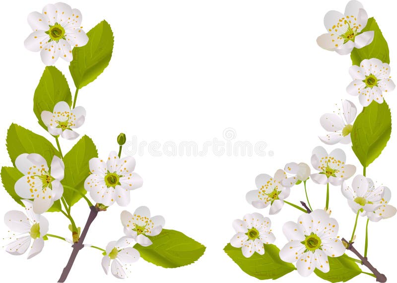 Half frame with white cherry flowers