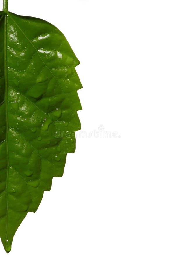 Half leaf stock photo. Image of environmental, flower - 2156198