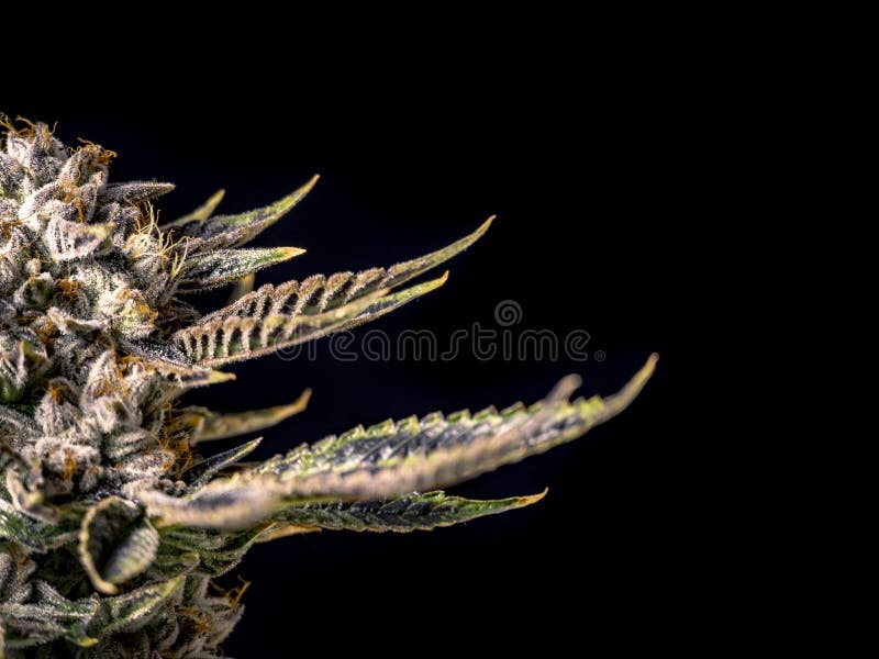 Half Marijuana Plant for Black Background Poster Stock Image Image of