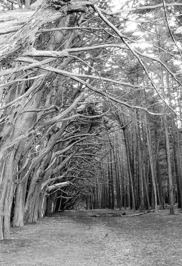 Half Moon Bay, CA USA the Aisle of Trees Stock Image Image of vacation, trees 112993797