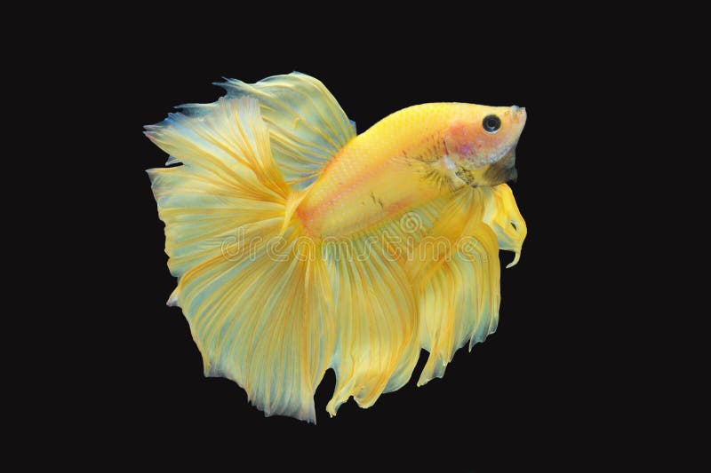 Half moon Betta fish stock photo. Image of fish, moon - 72688348