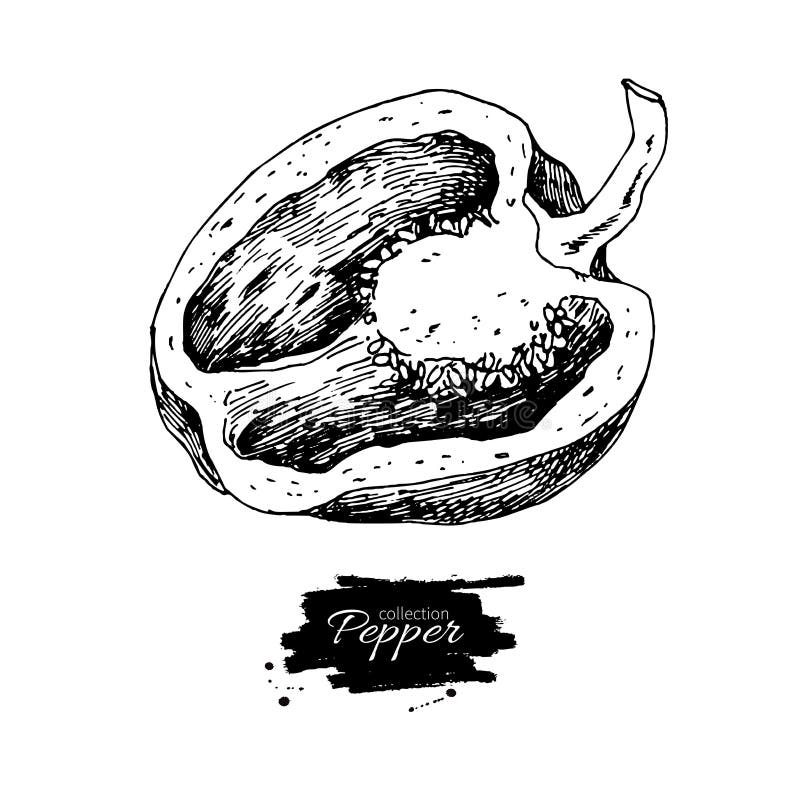 Half pepper hand drawn vector illustration. Vegetable engraved s