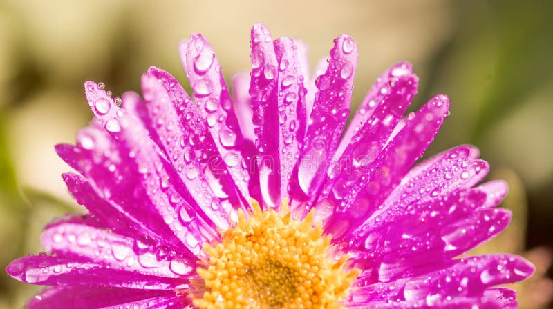 Half a purple flower. petals after the rain. beautiful summer card.Pink-purple Gerbera flower with dew drops on background stock image Half a purple flower. petals after the rain. beautiful summer card.Pink-purple Gerbera flower with dew drops on background stock image