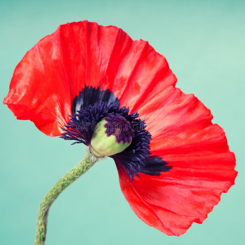 Half a red poppy flower