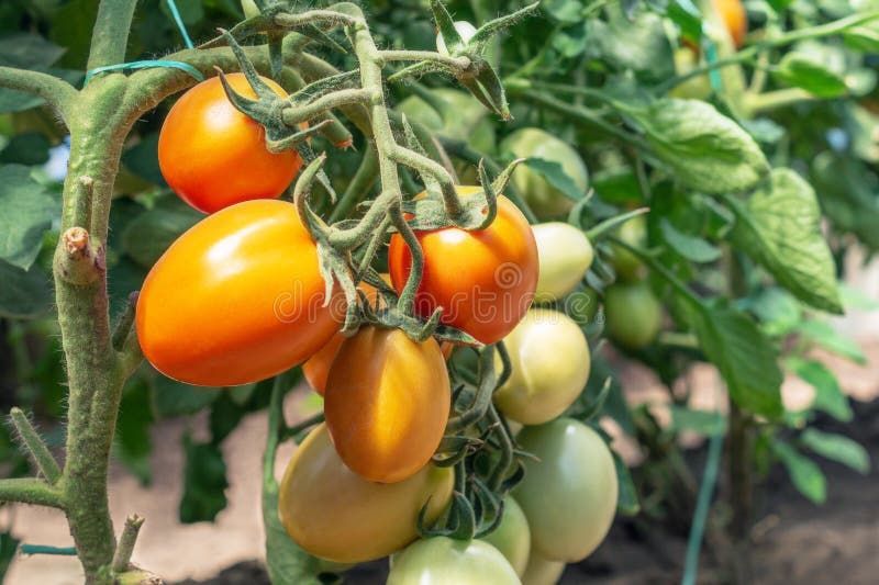 Half ripe beautiful tomatoes on a branch in greenhouse. Organic home production of food. Conception of healthy food and eco royalty free stock image Half ripe beautiful tomatoes on a branch in greenhouse. Organic home production of food. Conception of healthy food and eco royalty free stock image