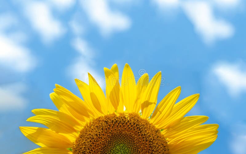 half of a sunflower close-up on a background of a clear blue sky with white clouds