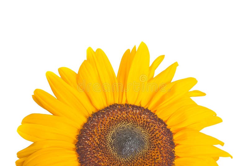 Half sunflower stock image. Image of details, macro, garden 30949771