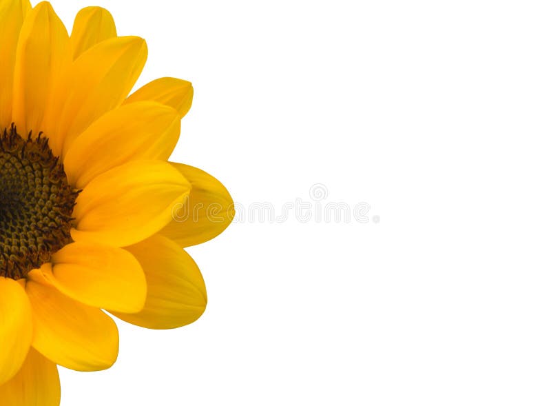 Half Sunflower on White Background