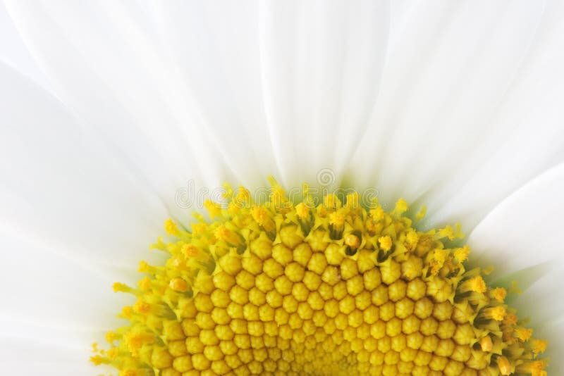 Macro Leucanthemum Shasta Daisy Becky flower. Macro Leucanthemum Shasta Daisy Becky flower