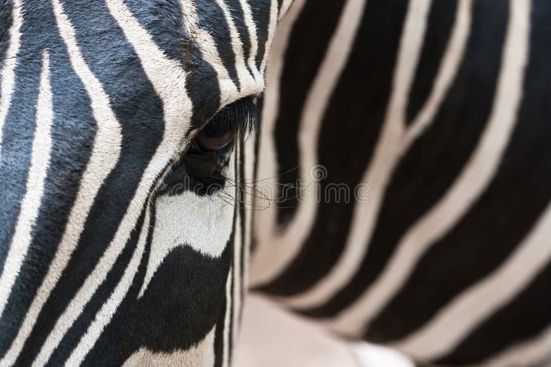 Half a zebra stock image. Image of camouflage, lines 14145377