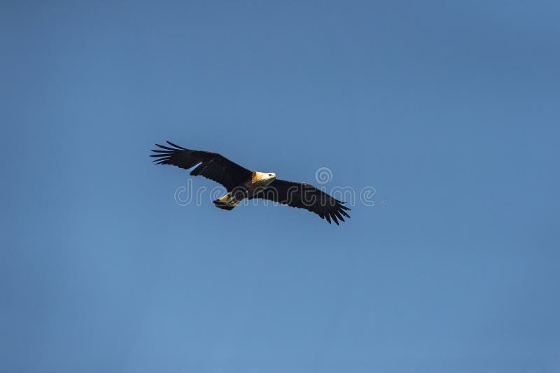 Haliaeetus leucoryphus or Pallas`s fish eagle or sea eagle or band tailed fish eagle with full wingspan flying high in blue sky